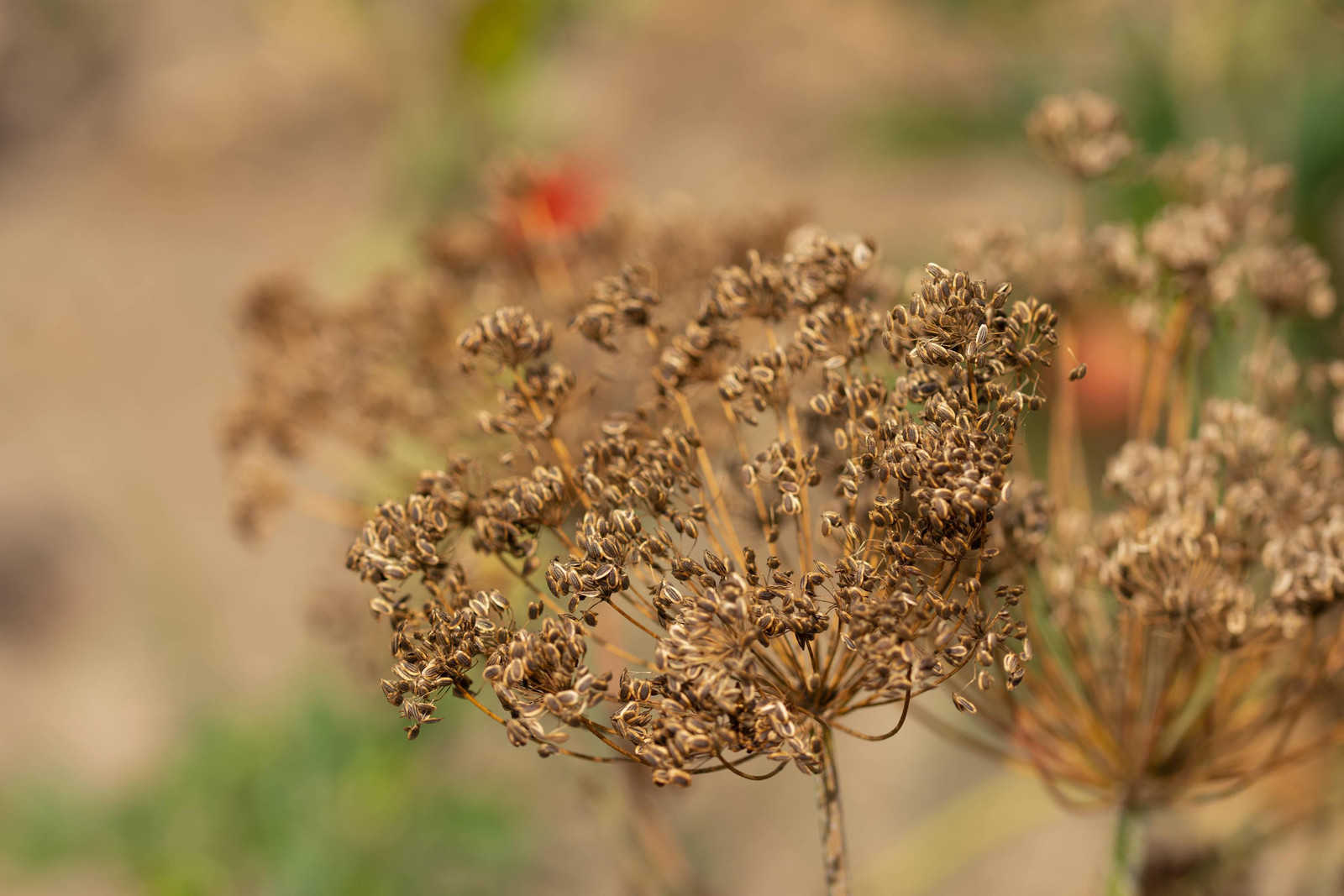 Caraway Seeds for Growing, Non-GMO, With Tracking, Culinary Herb Seeds, Urban