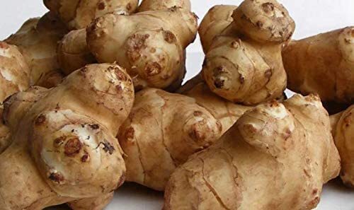 Fresh Sunchokes Adama Foods – 2 pounds (2 lbs) for Planting or Eating