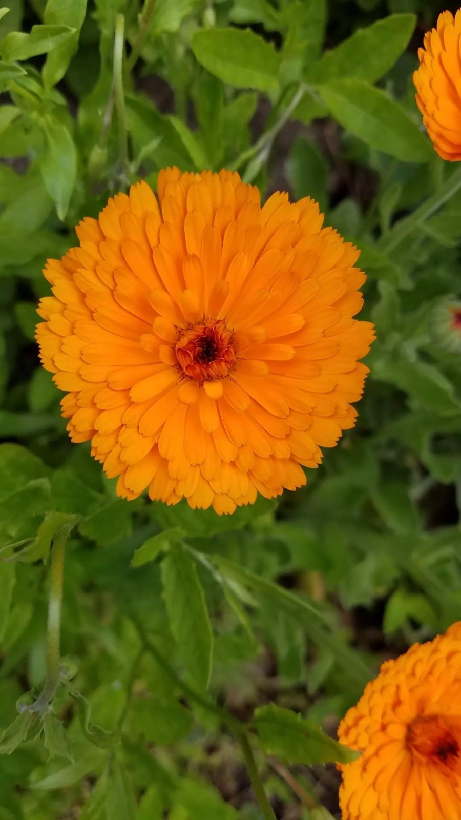 Mixed Calendula Seeds Several Varities 25 Organic Seeds