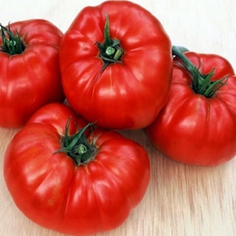 Giant Belgium Tomato Seeds. 100 Seeds. 1-2 Pound Fruit. 88 Days. Heirloom, Op…
