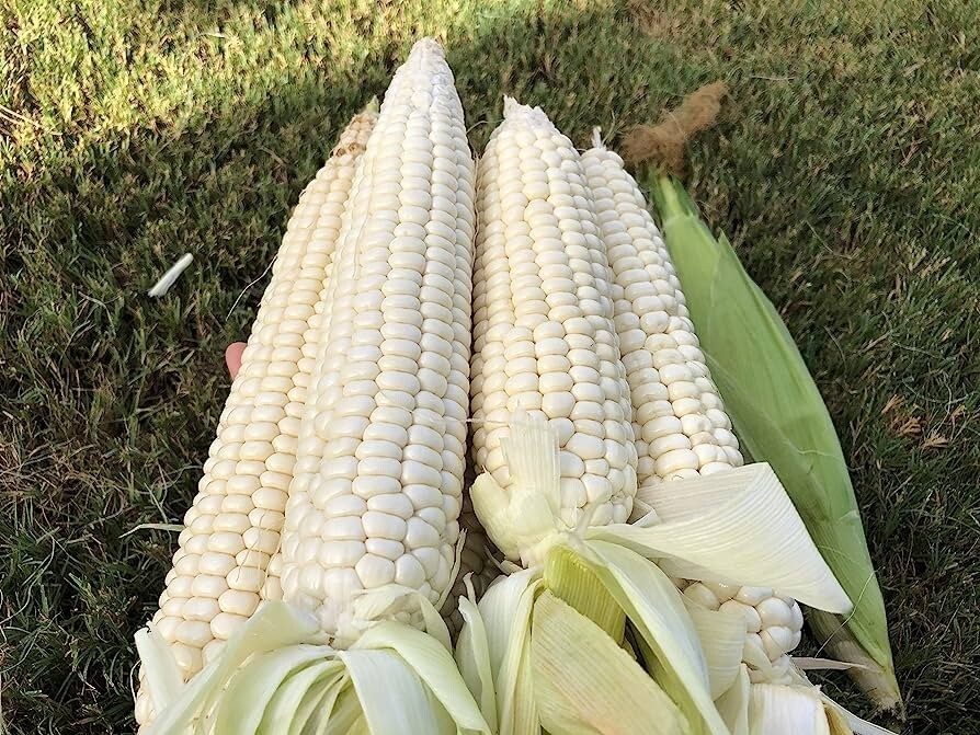 10GR = 30+ PCS WAXY CORN WHITE EXTRA STICK SEEDS , BẮP NẾP NÙ SIÊU DẺO, 糯玉米