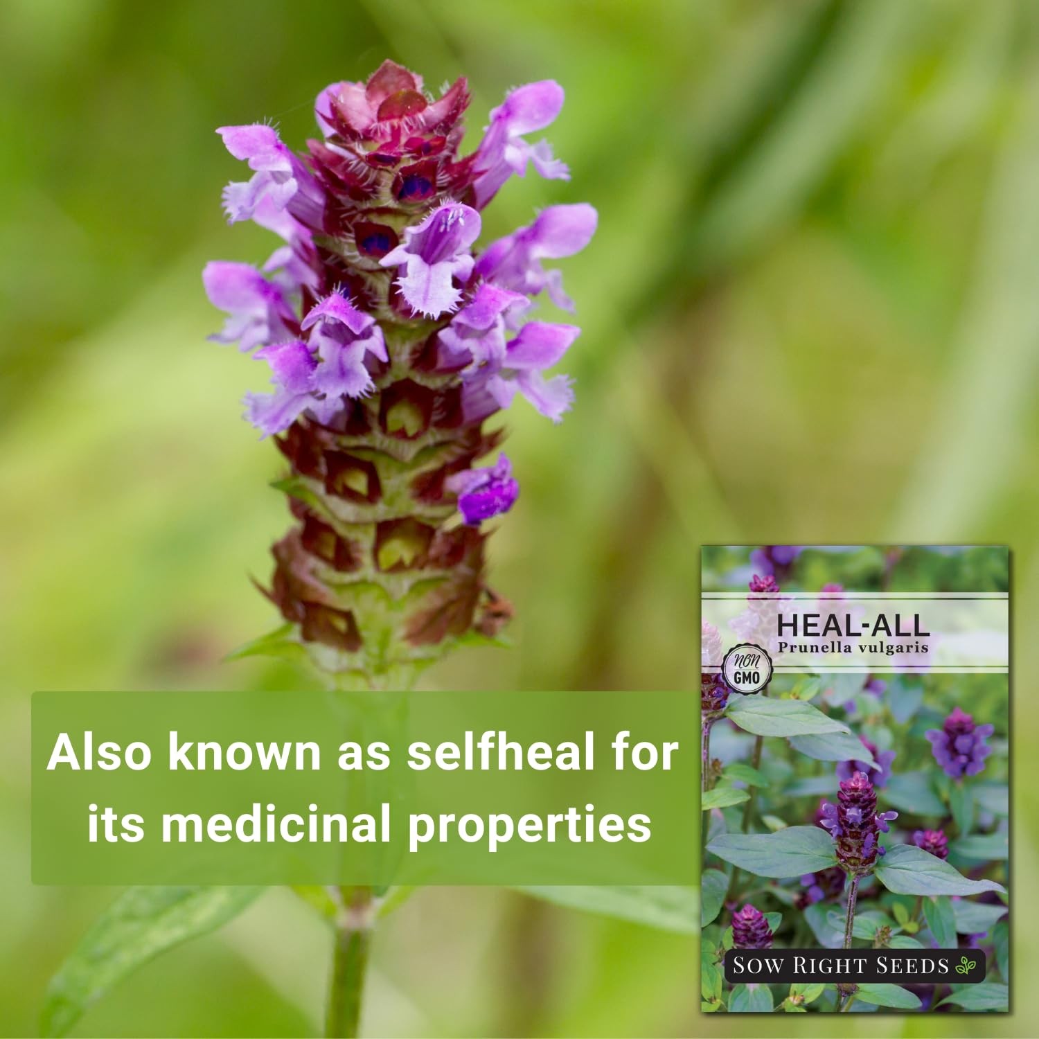 Heal All Seeds Prunella Vulgaris Medicinal Herb Non GMO Heirloom Pollinator Gard