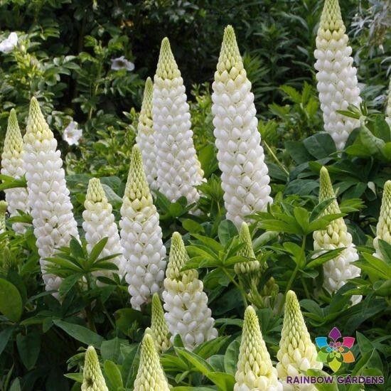 25+ Gallery White Lupine Seeds for Garden Planting – USA – FREE SHIPPING!