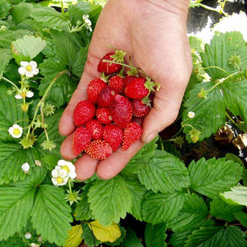 Strawberry Alpine Mignonette Fruit Bush By Seed Kingdom 40 Seeds