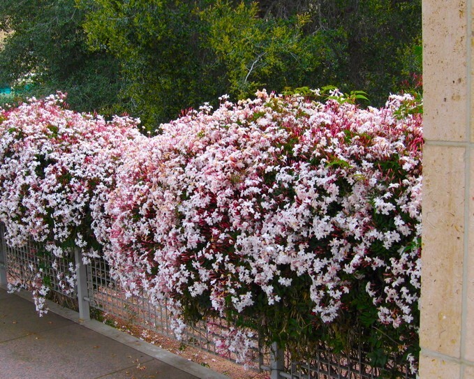 PINK JASMINE~Jasminum Polyanthum~~Rooted STARTER Plant~Extremely Fragrant