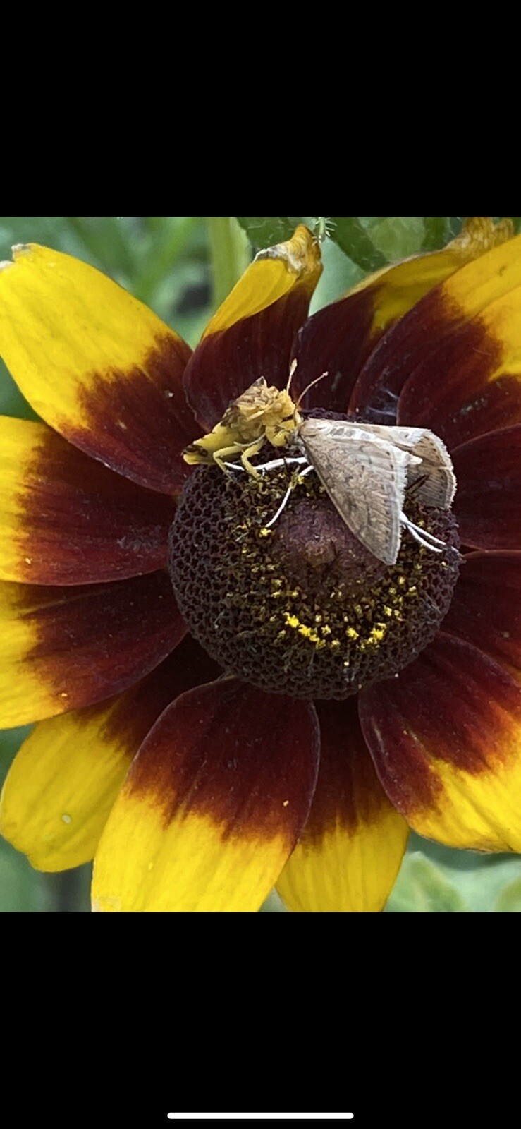 100+ Black Eyed Susan Seeds Native Wildflower Attracts Pollinators Bees