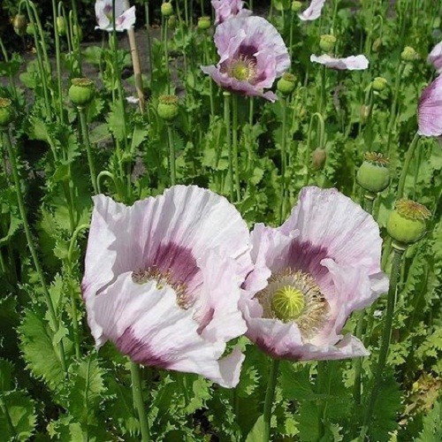20,000+ Untreated, Organic Tasmanian Papever Somniferum Poppy Seeds for Planting