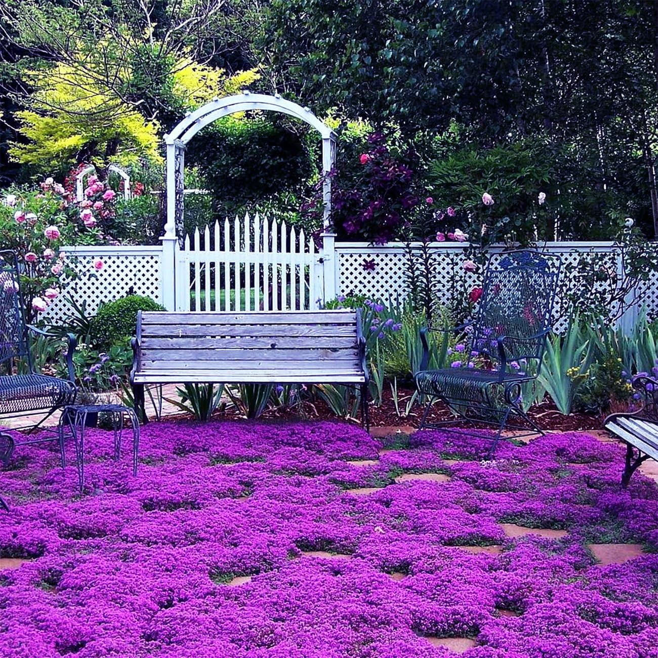 20000+ Magic Purple Creeping Thyme Seeds for Planting Ground Normal, Brown