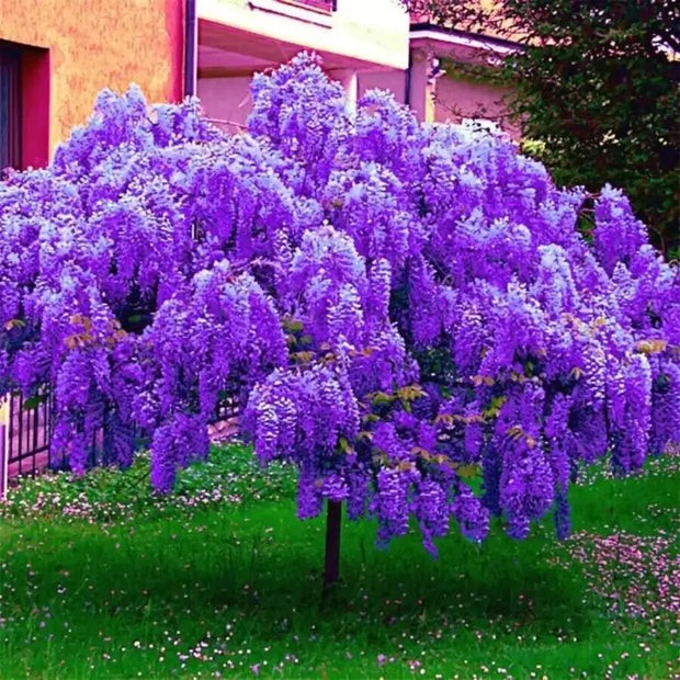 wisteria sinensis 5 seeds Free USPS Ground Shipping!