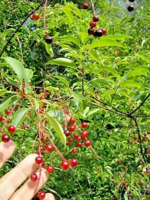 20 WILD BLACK CHERRY SEEDS – Prunus Serotina