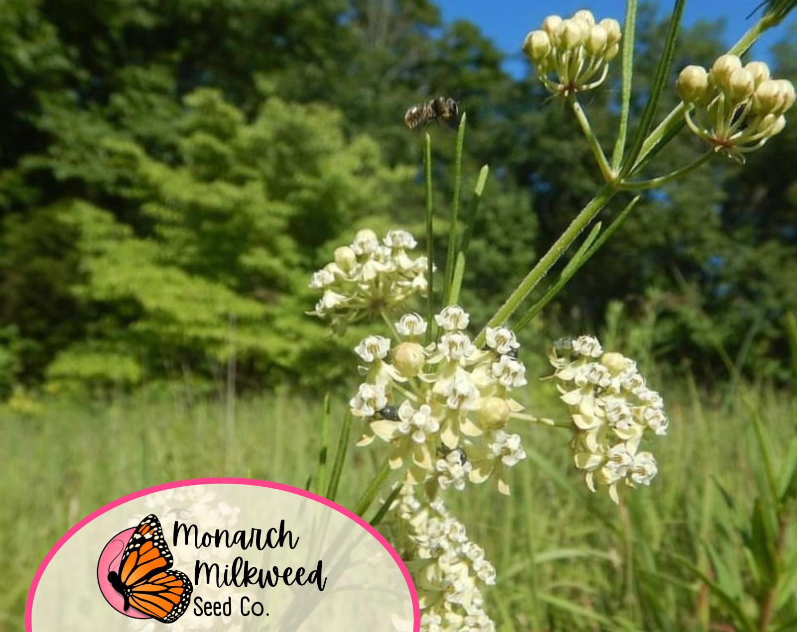 85+ Whorled Milkweed Seeds | AKA Horsetail Milkweed, Asclepias verticillata
