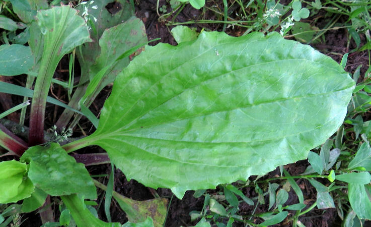 Broadleaf Plantain Seed (Plantago major) 500 to 100,000 seeds ~ White Man’s Foot