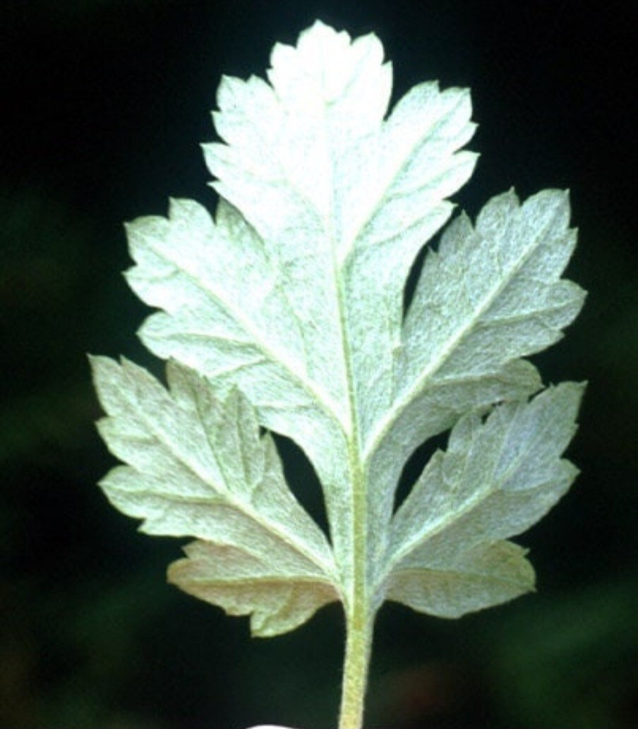 Mugwort (Artemisia vulgaris) SEEDS