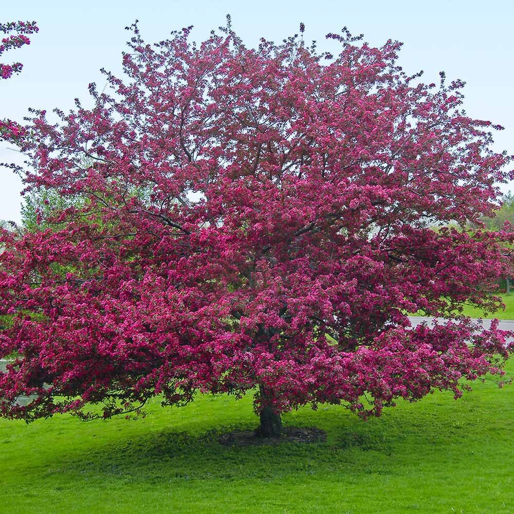 French Wild Apple Tree | Premium Seeds | Malus sylvestris ‘Spring’ | Plants’®