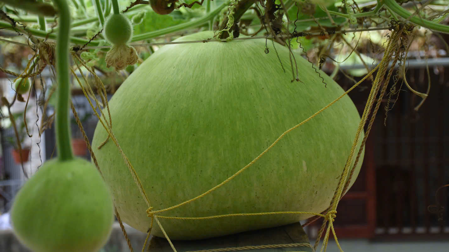 Giant Round Gourd Seeds | Calabash Gourd Seeds | Non-GMO, High Yield, Organic