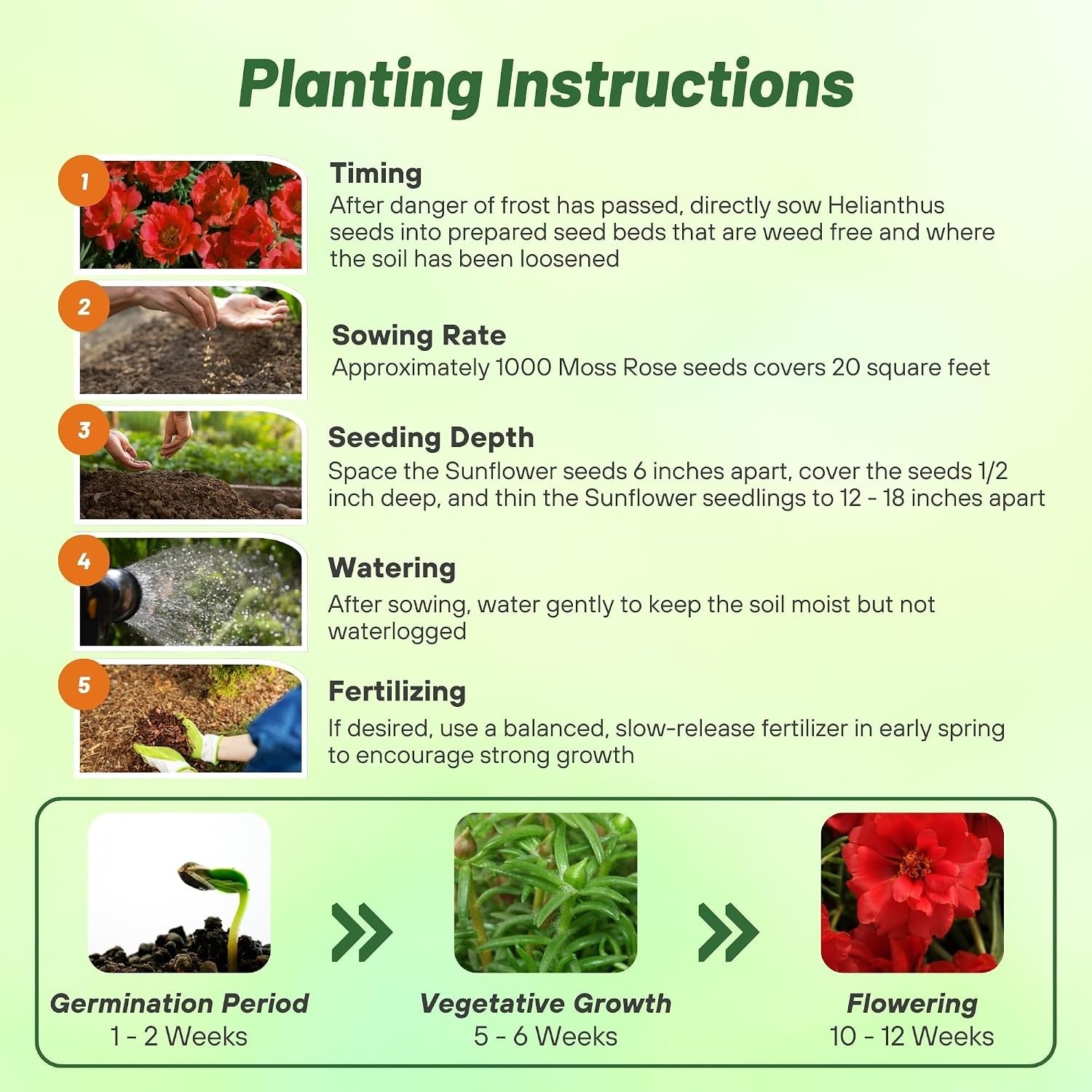 Vibrant Red Moss Rose Flower Seeds – 5000 Pcs, Easy to Grow & Drought Resistant