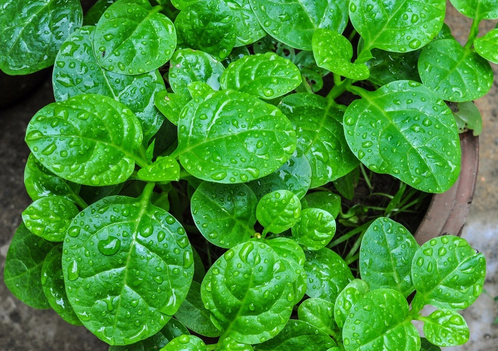 Malabar Spinach, Basella Alba, Pui Shaak, পুঁই শাক – Thick Leaves – 100 Seeds