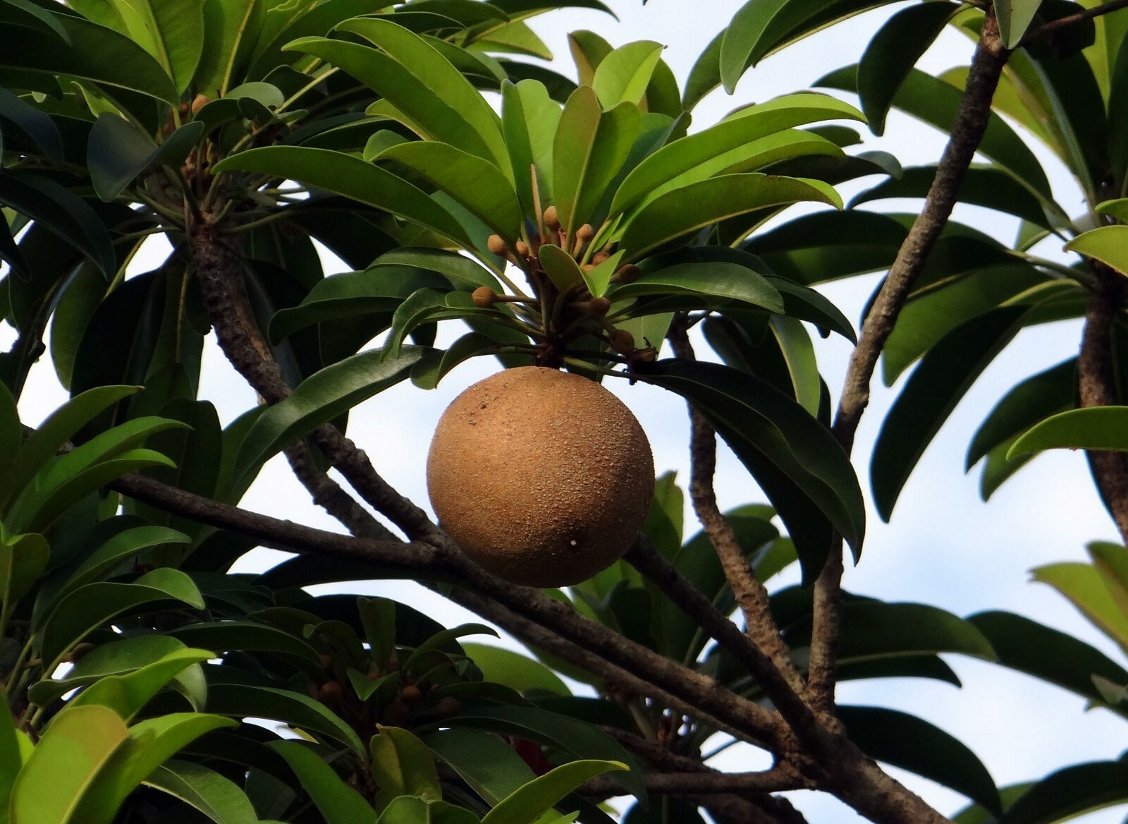 Manilkara zapota Chicle Tropical Tree 5 Seeds Chewing Gum Plant! Sapodilla