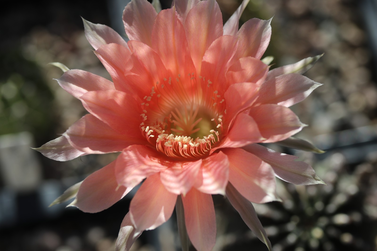 Echinopsis hybrid ‘Peach Festival’