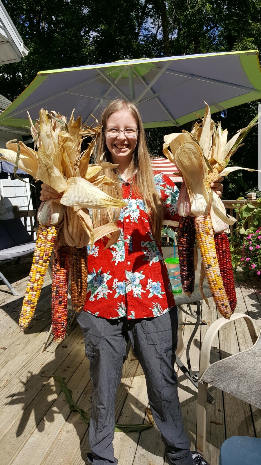 Rare Giant Indian Corn Seeds X50!Colorful Massive Ears!Ornamental! Easy To Grow!