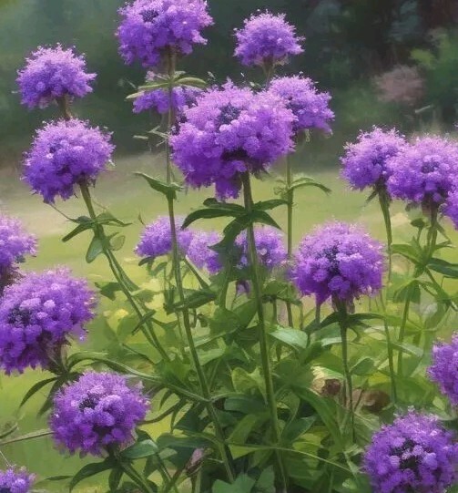 20+ Moss VERBENA Purple attracts butterflies Usa Seller