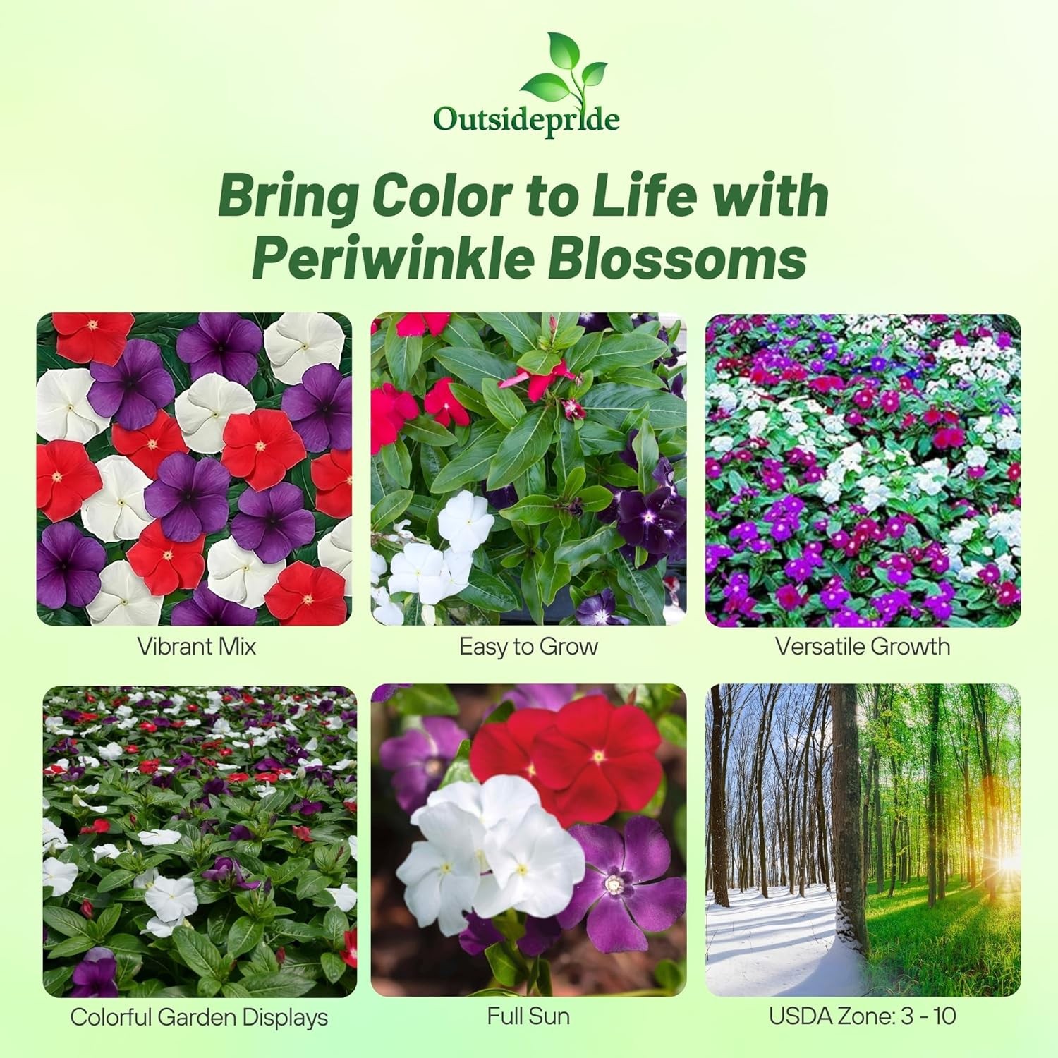 50 Seeds Vinca Periwinkle Seed Mix For Planting – American Pie Ground Cover