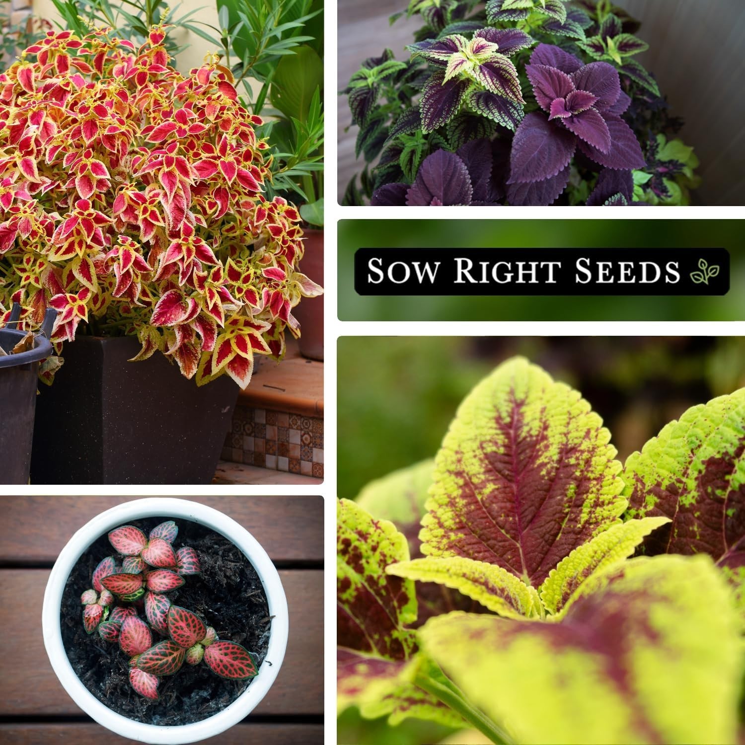 Coleus Rainbow Mix Seeds – Vibrant Heirloom Non-GMO Seeds for Colorful Gardens