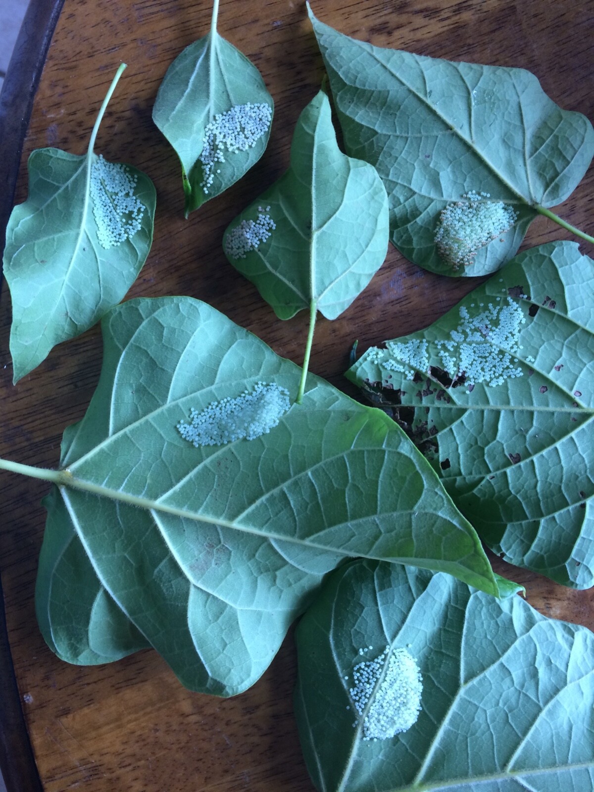Catalpa, Southern Catalpa Tree Seeds, (For Raising Catalpa Worms) Catfish Candy