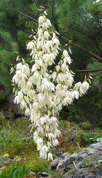 Adams Needle, Yucca filamentosa, Shrub Seeds (Evergreen, Showy, Hardy)