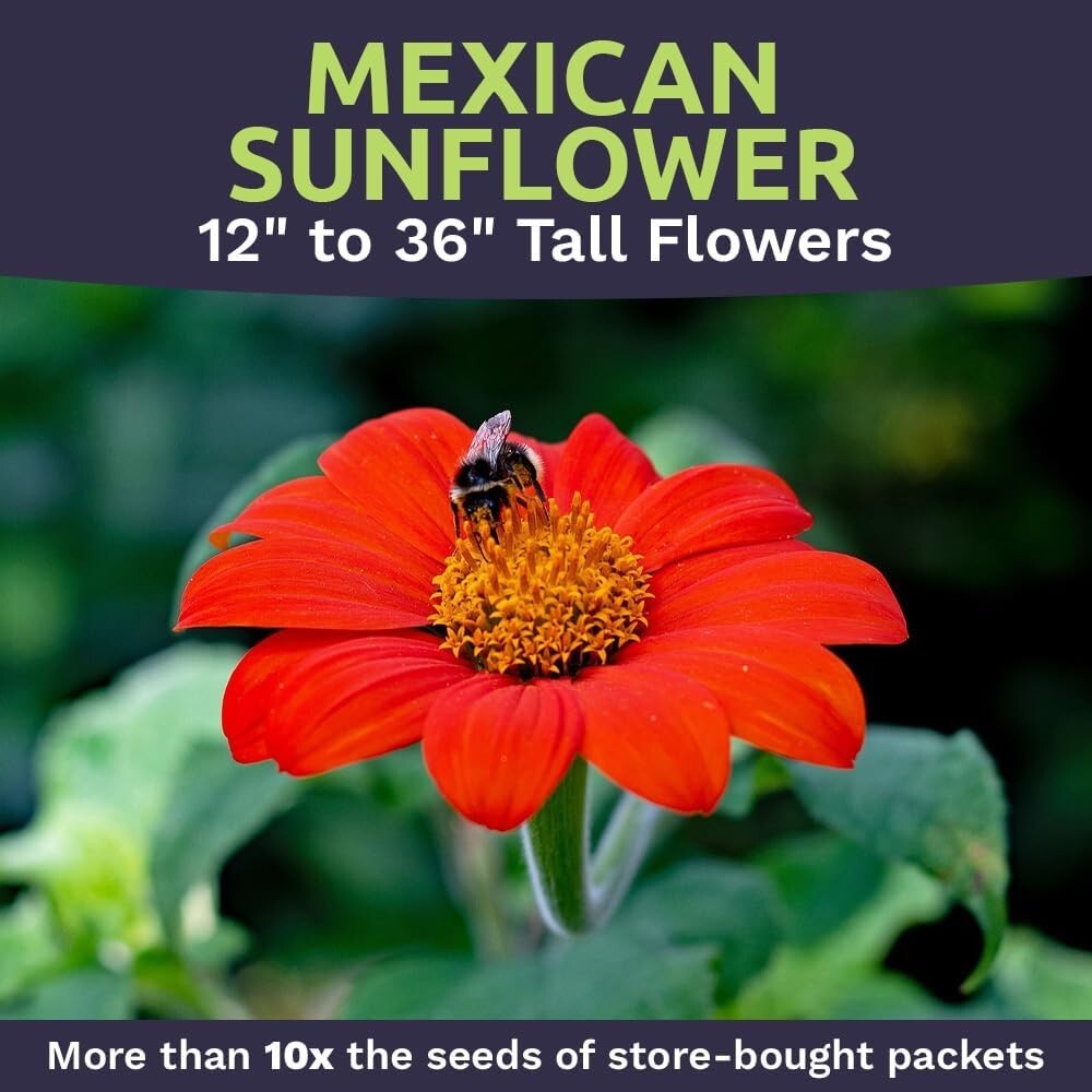 Bulk Quarter Pound Bag of Mexican Sunflower Seeds – 10,000+ Non-GMO Wildflowe…