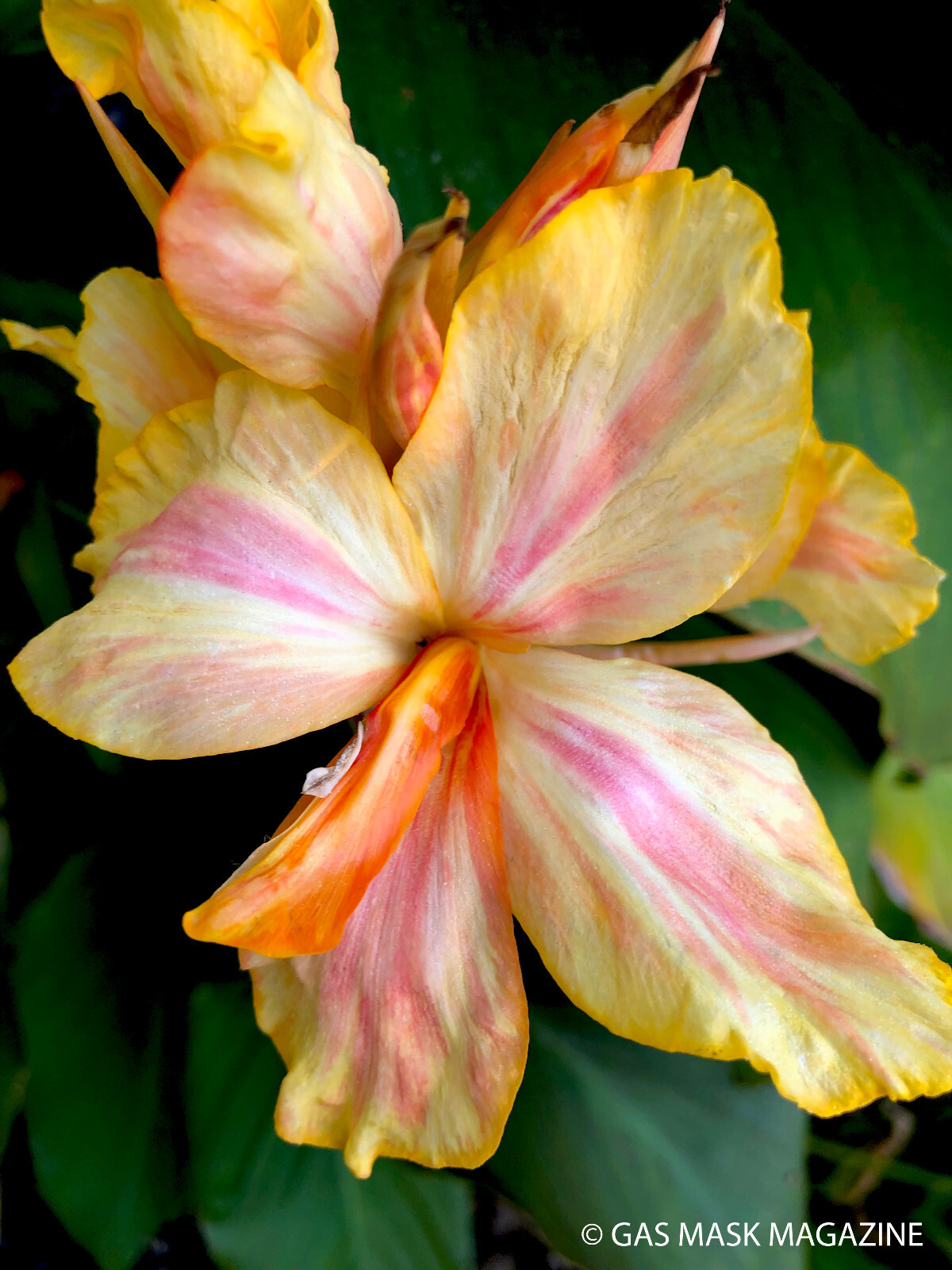 Canna Lily Rhizome, Angel (Gas Mask Exclusive). (Gold, Pink, Orange Flower.)