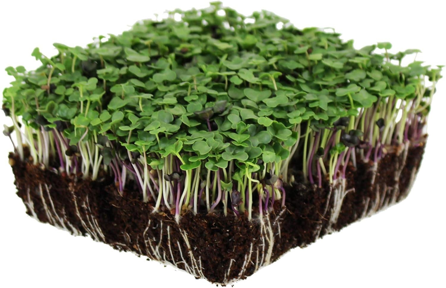 Basic Salad Microgreens Seed Mix Broccoli Kale Kohlrabi Arugula Cabbage Non-GMO