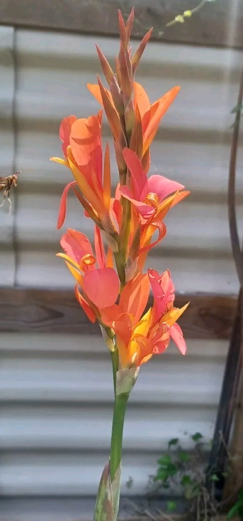 Orange Canna Lily Bulbs. (6 Bulbos de coyoles anaranjados (6) green leaf
