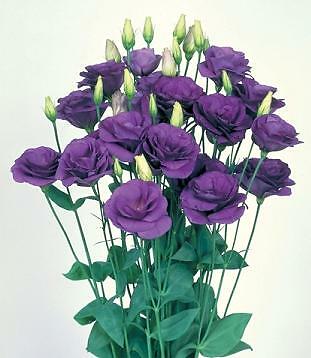 Lisianthus Mariachi Blue 500 seeds