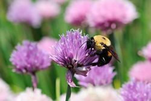 Organic Chives – Allium schoenoprasum