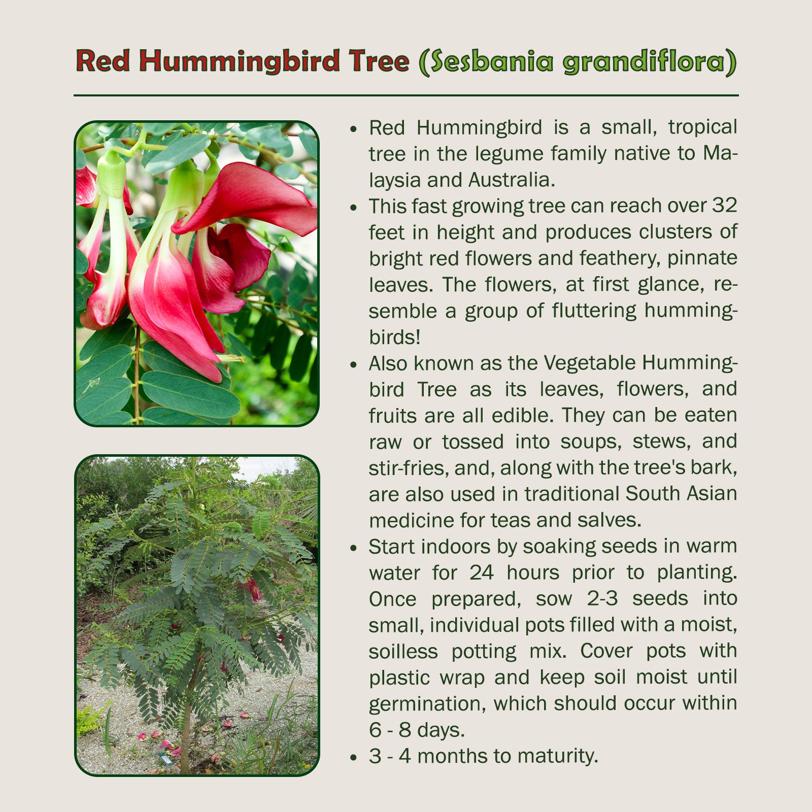 20 Red Hummingbird Tree Seeds, Sesbania grandiflora, Vegetable Tree, Genuine USA