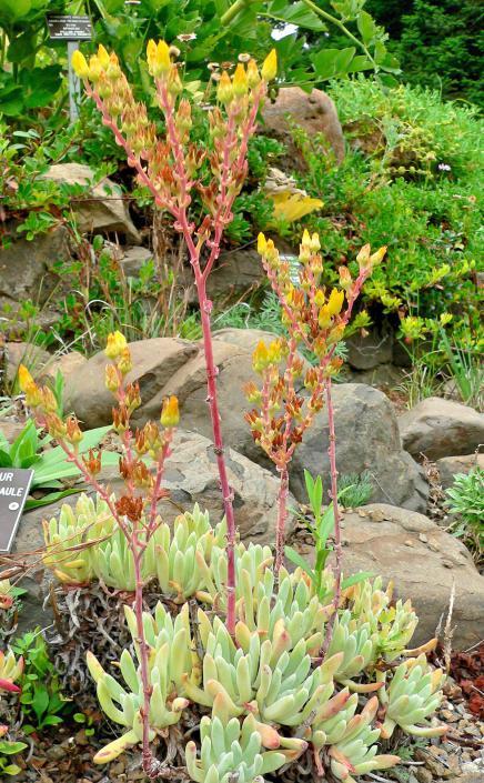 Dudleya caespitosa or Sand Lettuce 10 seeds