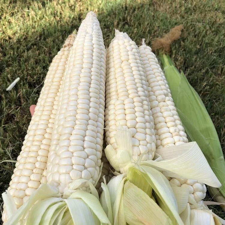 50pcs Sweet White Corn Seeds – Heirloom, Sweet, Open-Pollinated, Non-GMO