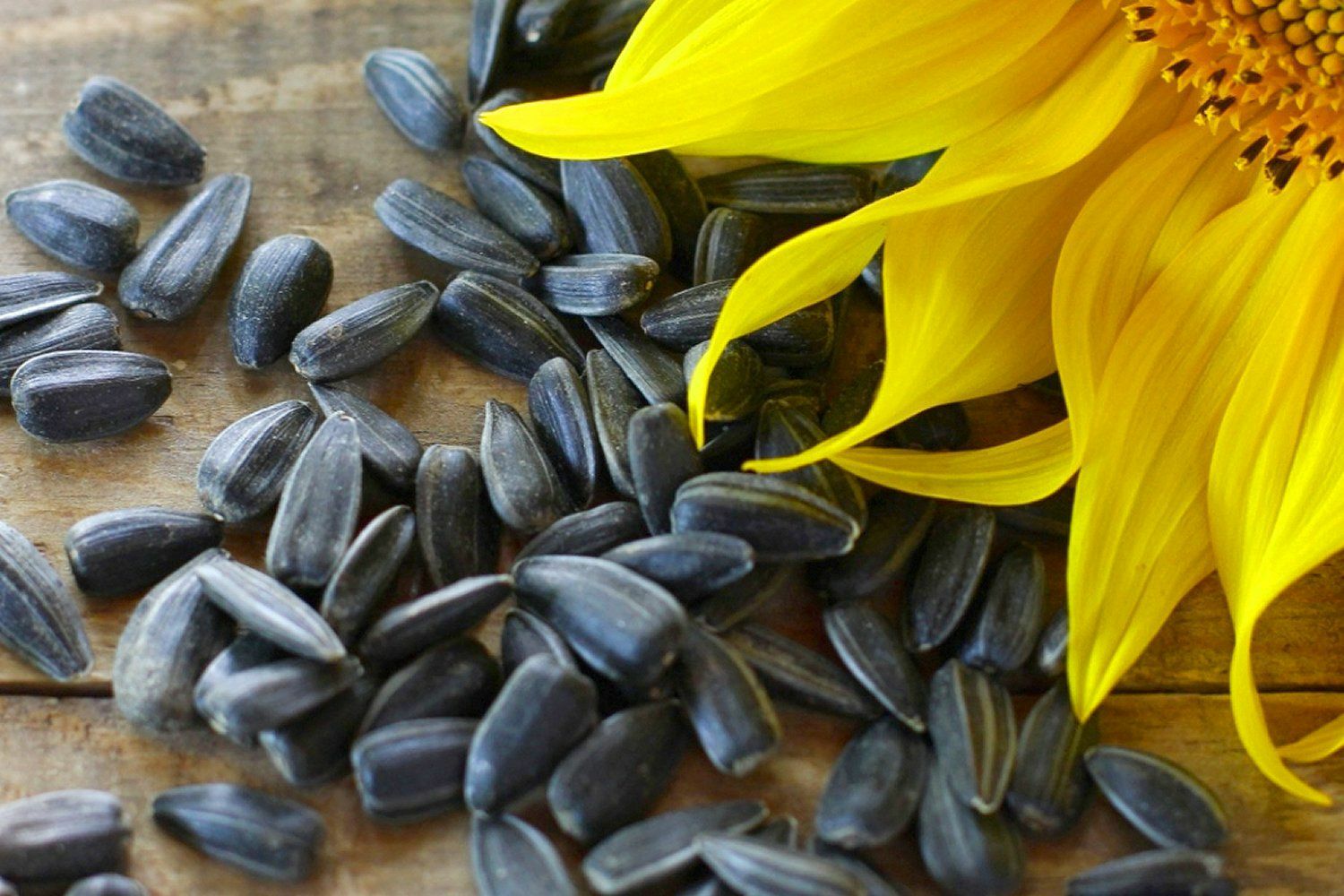 BULK Sunflower Seeds For Planting | Large Black Oil Mammoth Sun Flower Seed 2023
