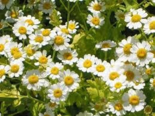 FEVERFEW SEEDS, 100 Seeds. Chrysanthemum Parthenium, Medicinal Herb, Perennial