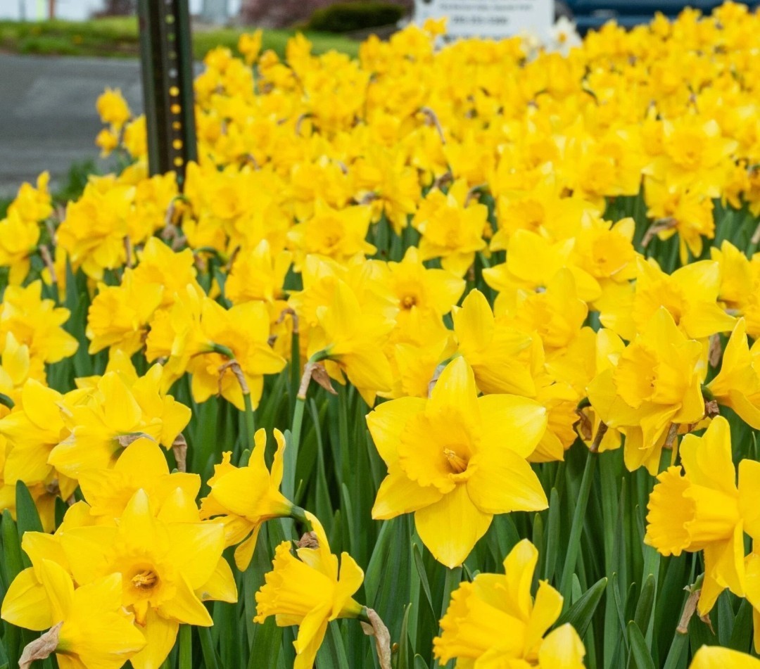Yellow Dutch Master Daffodil Bulbs Lot Of 25 Ready To Grow Flowers