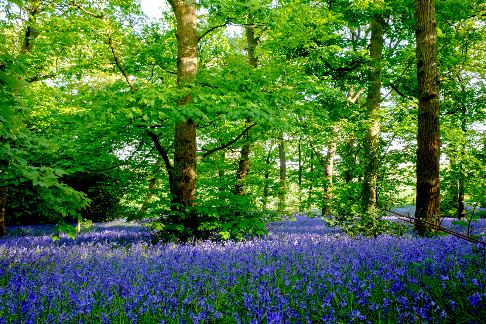 10 Mixed WOOD HYACINTH English Woodland Spanish Bluebell Scilla Flower Seeds