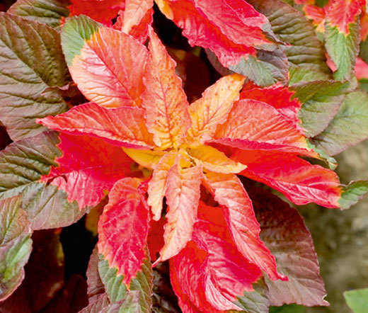 AMARANTHUS ILLUMINATION Amaranthus Tricolor – 1,000 Bulk Seeds