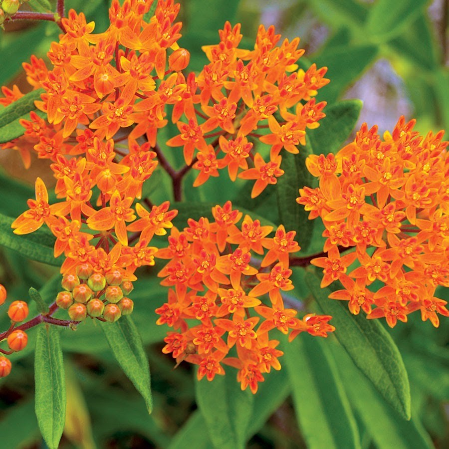 Butterfly Weed Seeds, Orange Milkweed, Pleurisy Root, Pollinators, FREE SHIPPING