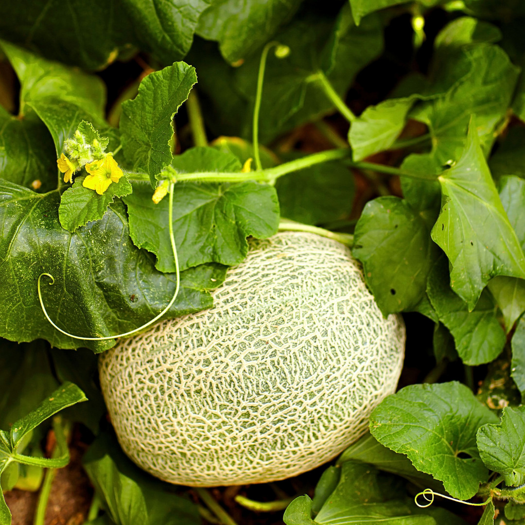 Fresh Delicious 51 Cantaloupe Seeds | Heirloom Non-GMO | Fruit Seeds