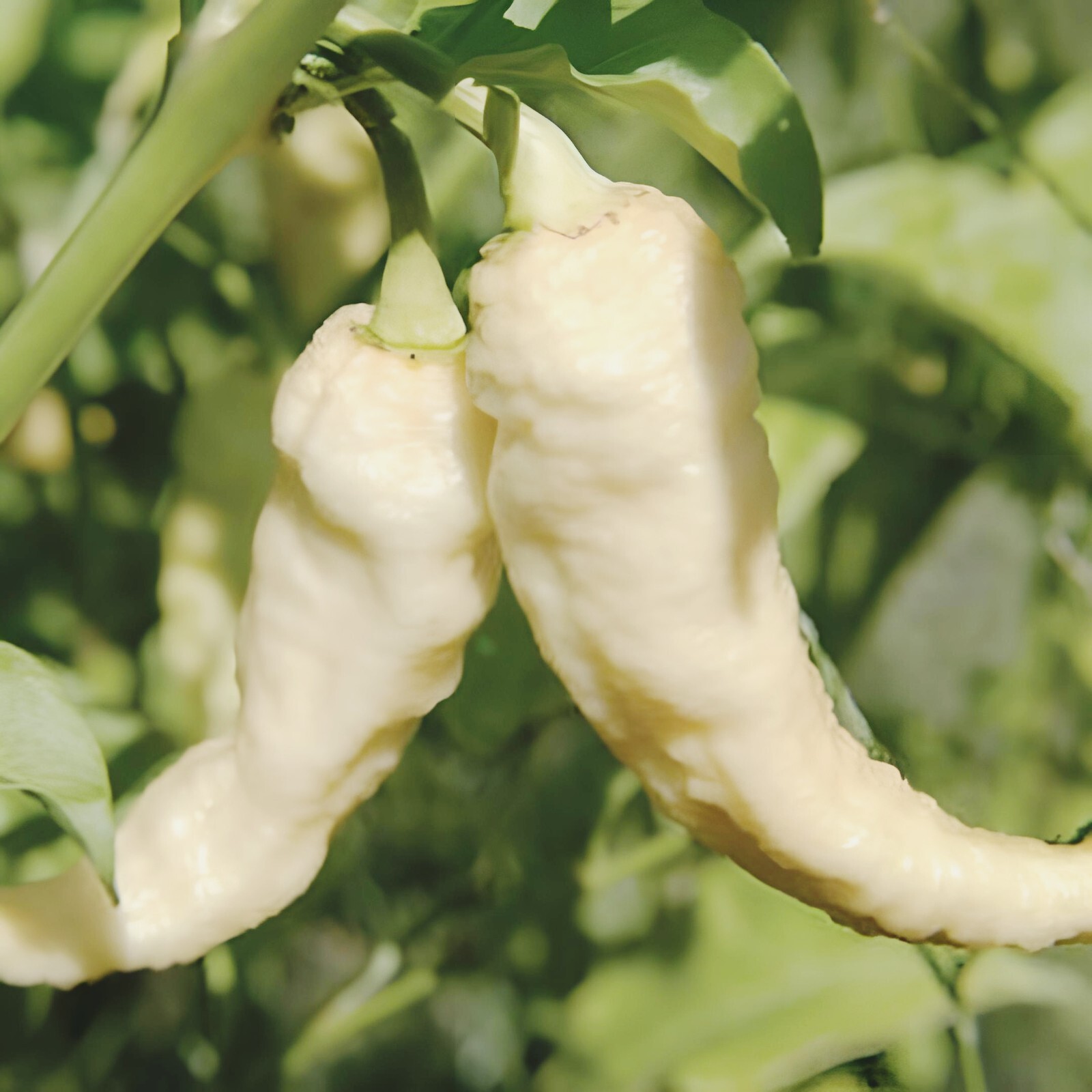White Ghost ( mixed shape ) pepper ~~ 25 seeds