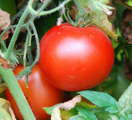 RUTGERS TOMATO SEEDS 100+ GARDEN culinary COOKING vegetables SAUCE FREE SHIPPING