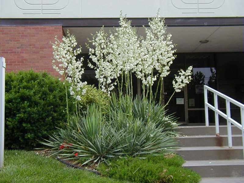 Adams Needle, Yucca filamentosa, Shrub Seeds (Evergreen, Showy, Hardy)