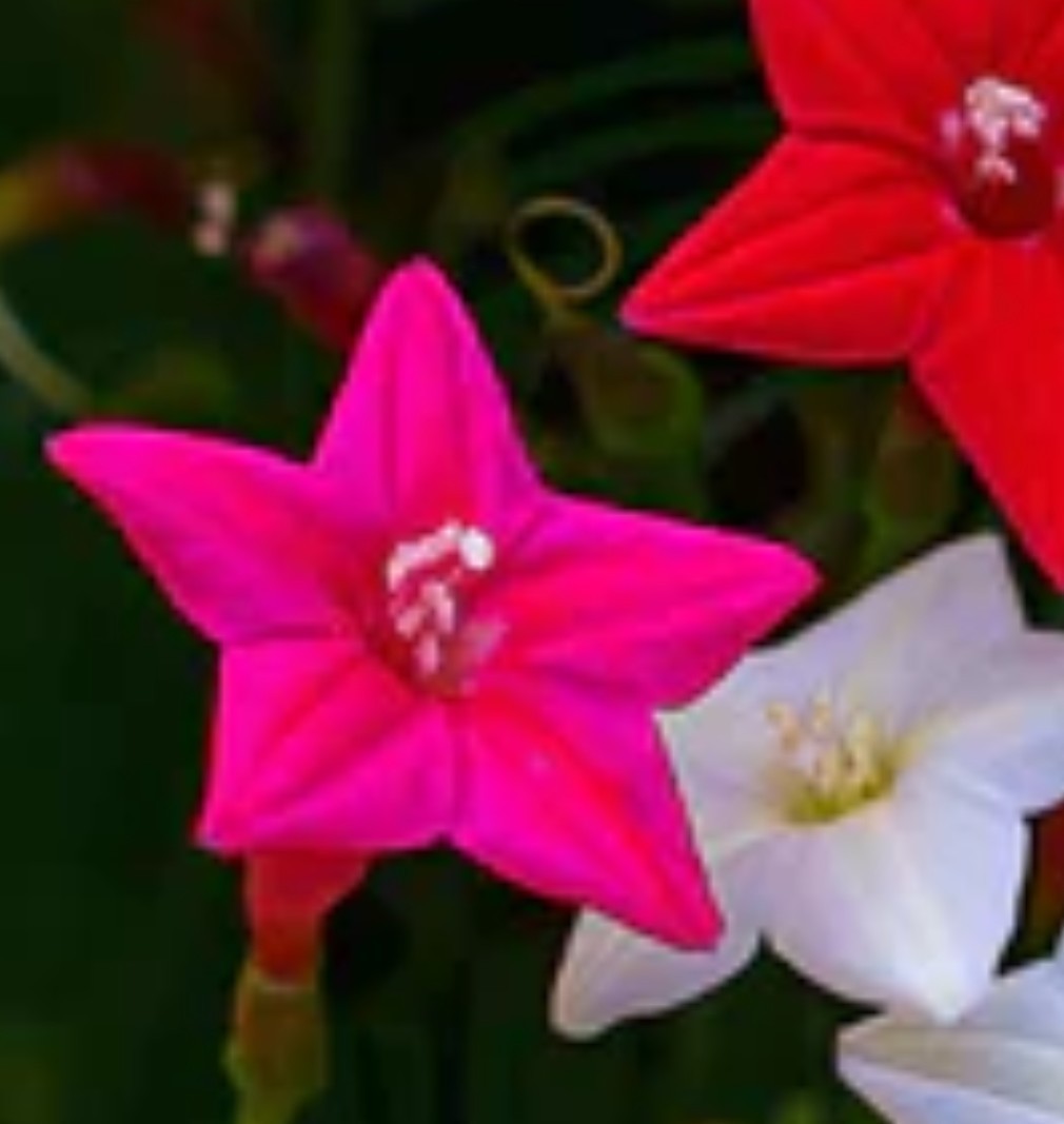 75+ Cypress Vine Mix Seeds **Fresh Seeds** ~~Free Shipping~~
