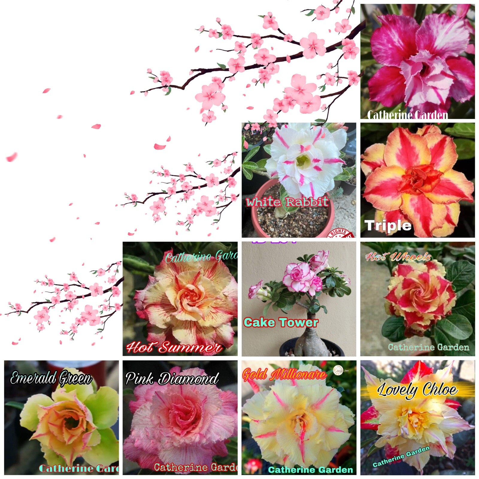 10 mixed desert rose seeds . Very Rare + Free Gift .